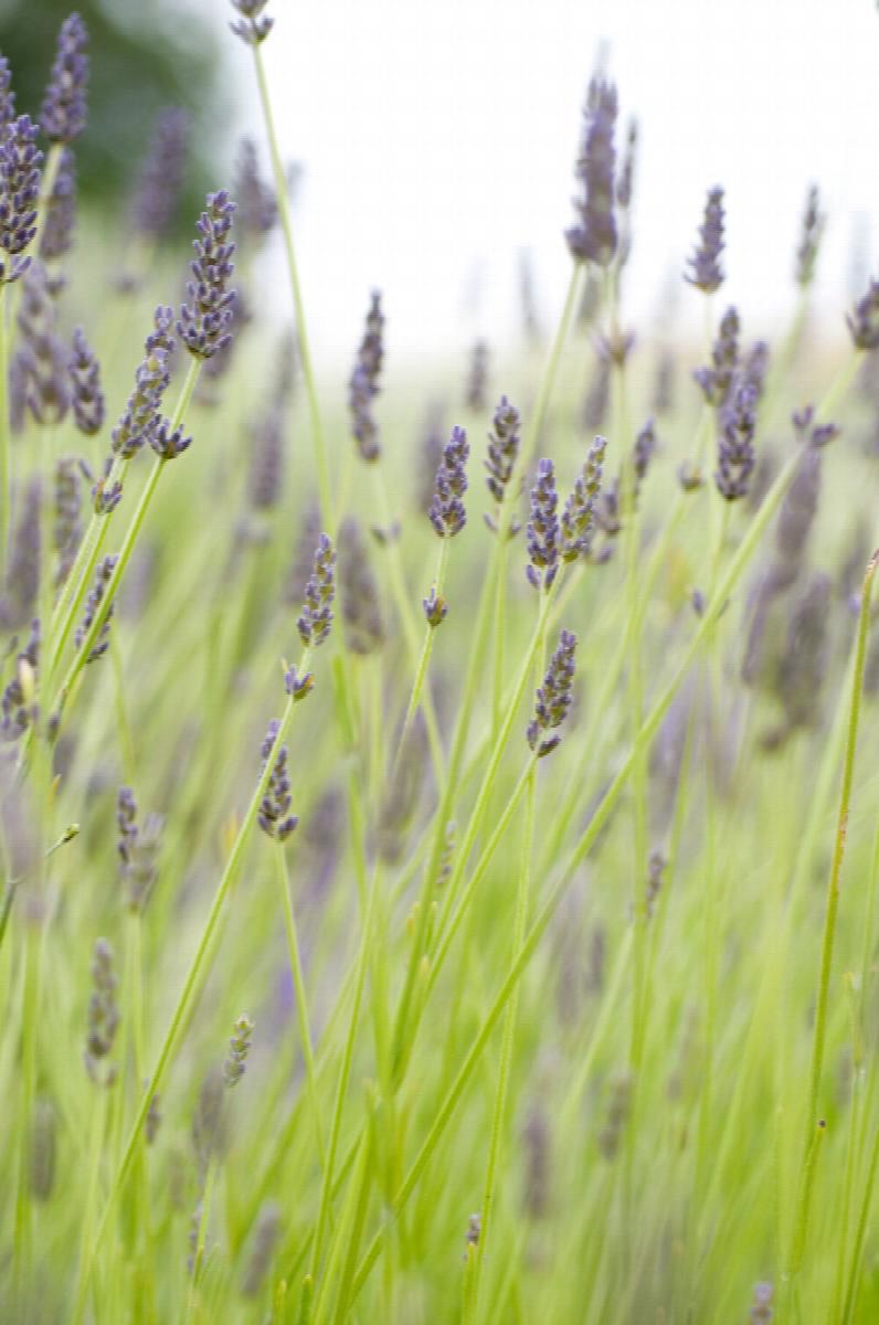giant lavender plants Hidcote Giant Lavender