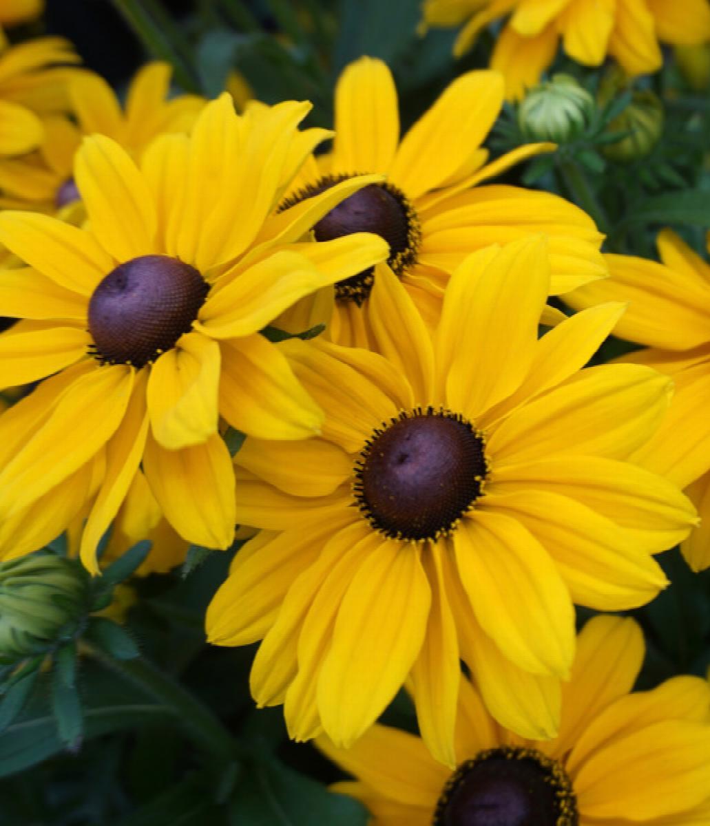 SmileyZ Black-eyed Susan