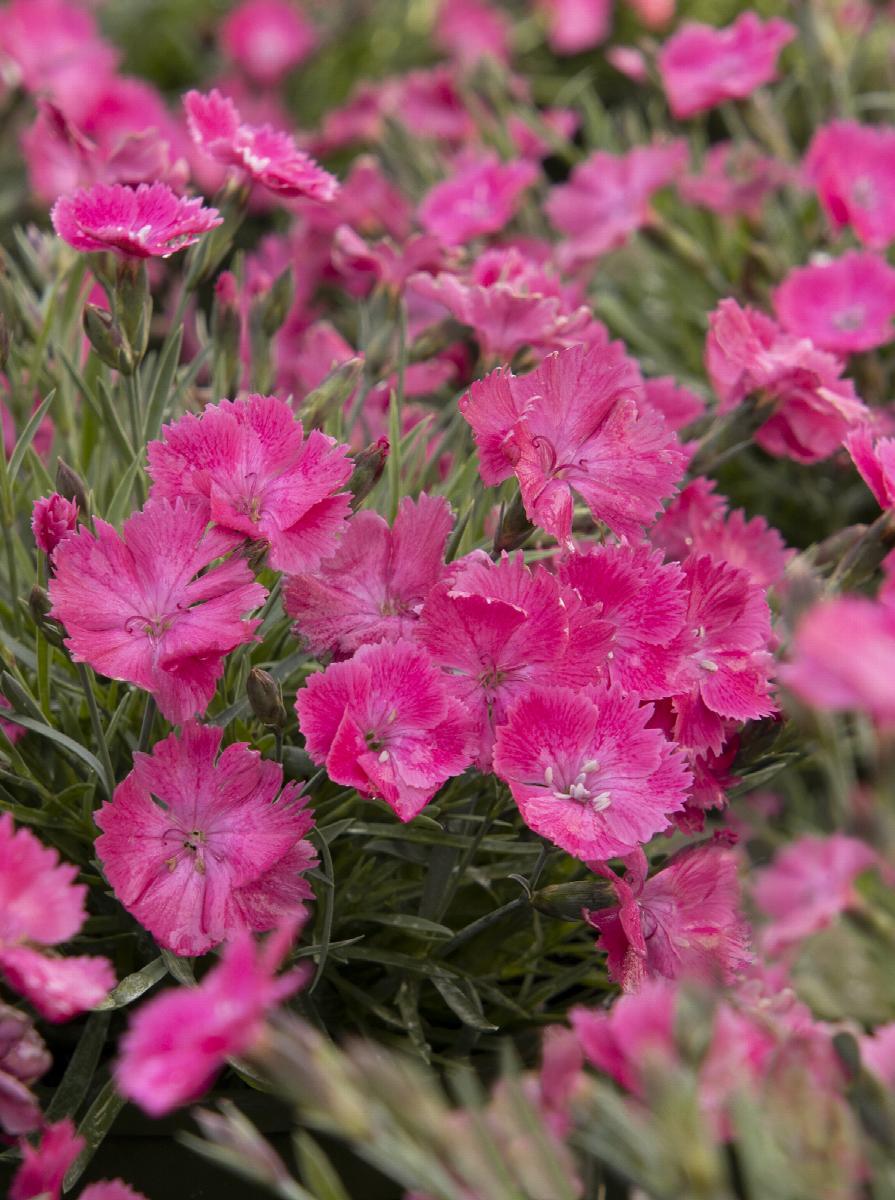 Vivid™ Bright Light Dianthus