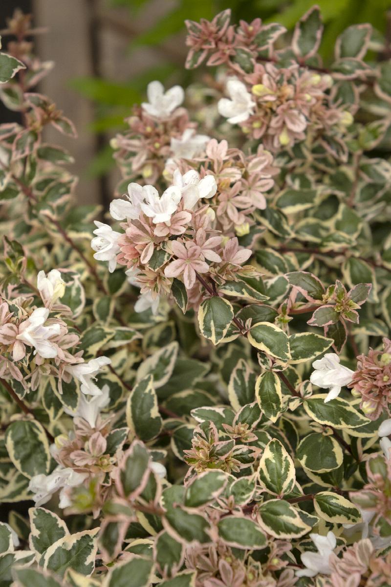 Magic Daydream Abelia