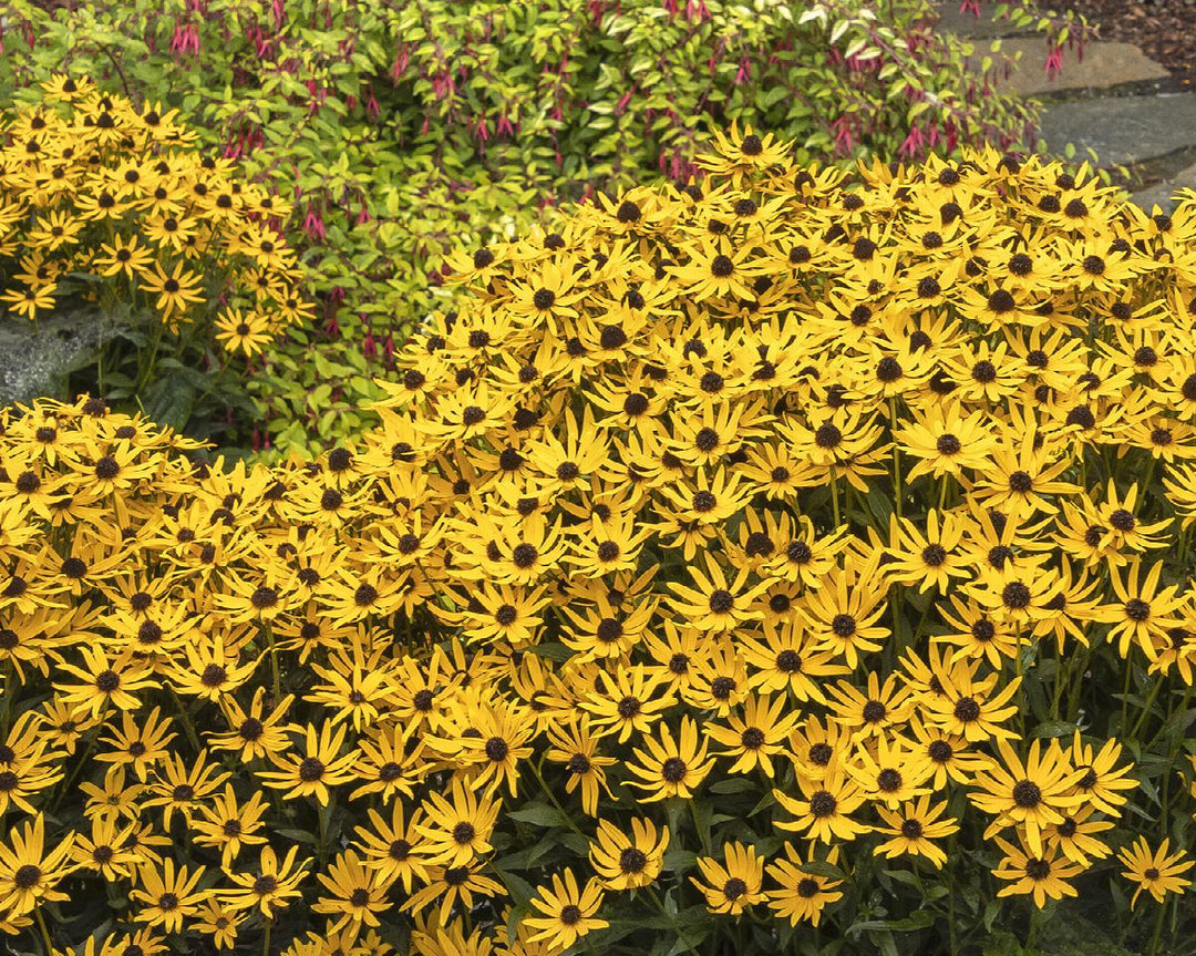 Little Goldstar Black-Eyed Susan