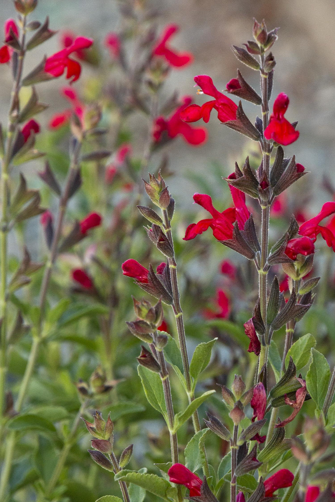 Salvia Greggii Radio Red