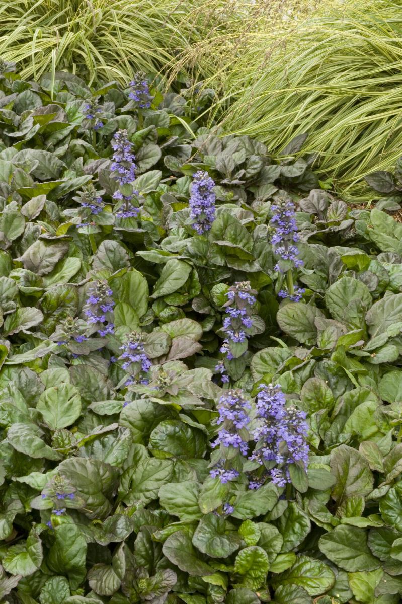 ajuga herbicide Ajuga 'Bronze Beauty'