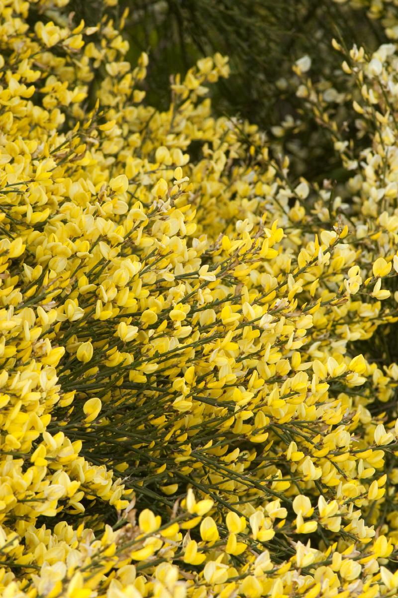 Allgold Broom