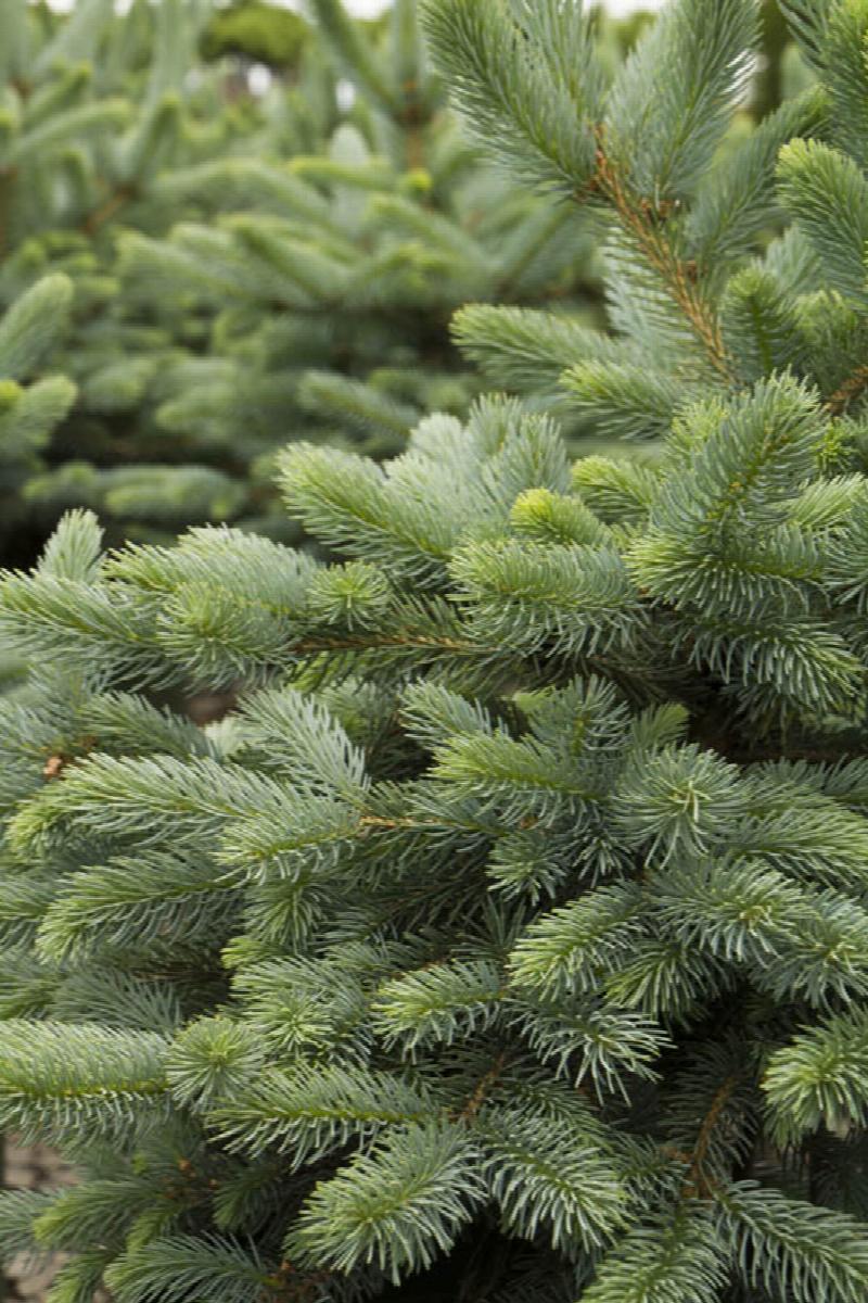 Baby Blue Eyes Spruce