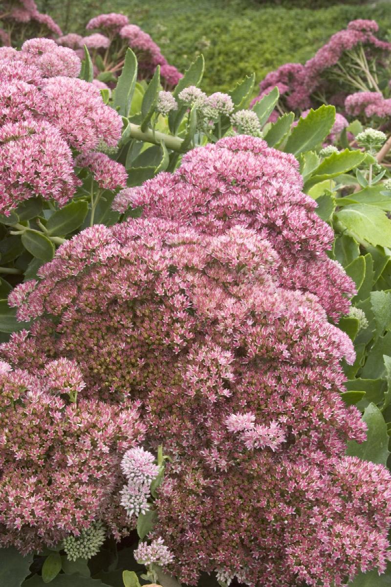 Autumn Joy Sedum