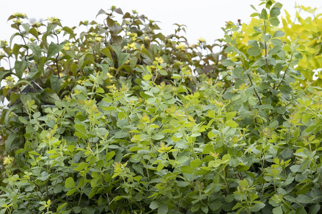 Rhus 'Gro-low'
