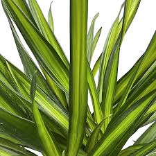 Dracena Rikki