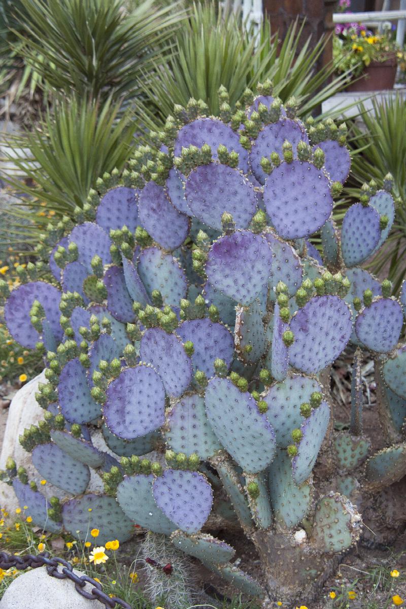 Santa-Rita Tubac™ Prickly Pear Opuntia