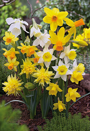 Narcissus Rock Garden Mixture Bulb