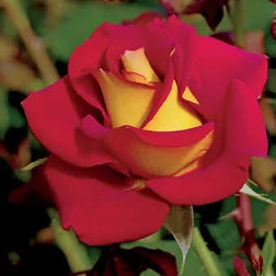 Rosa 'Ketchup & Mustard'
