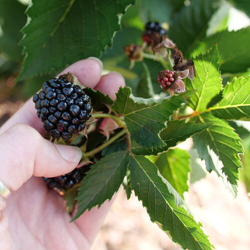 Taste of Heaven™ Thornless blackberry Rubus PW