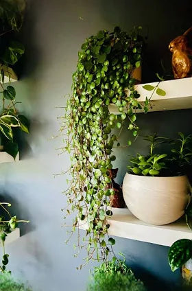 Peperomia Ruby Cascade Collector Plant