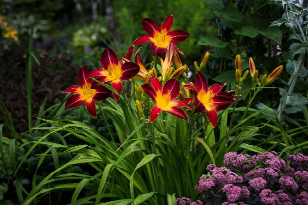 Ruby Spider Daylily