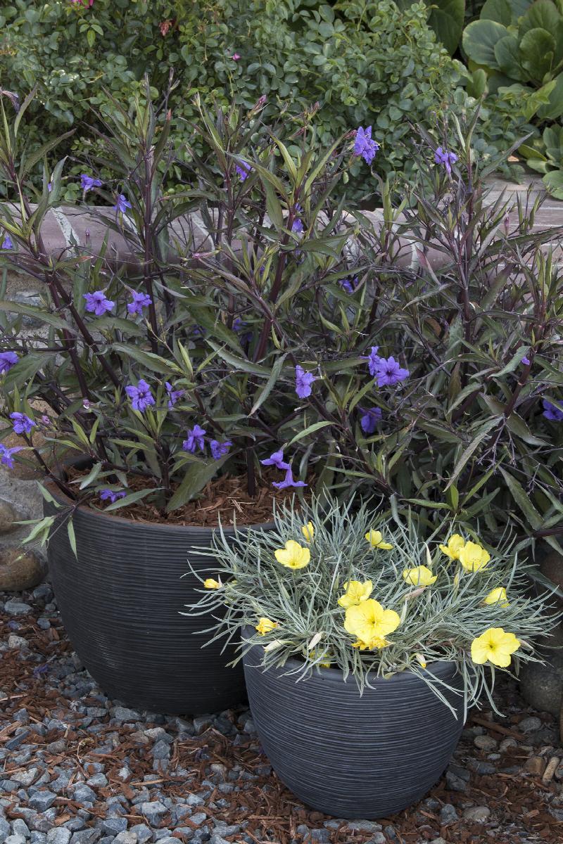 can mexican petunias be planted in pots Mexican Hardy Petunia, Ruellia
