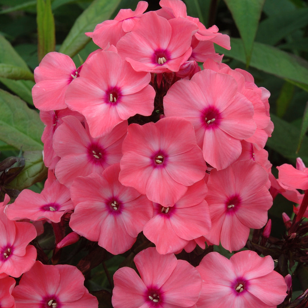 Sweet Summer™ Dream™ Garden Phlox
