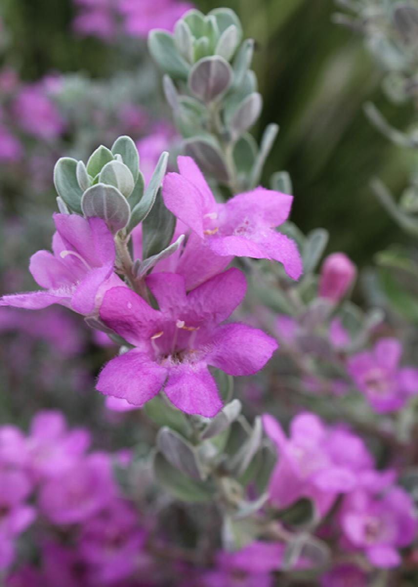 San Antonio Rose Texas Sage