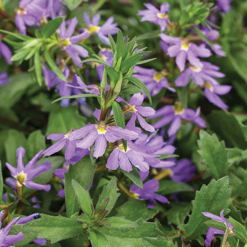 Whirlwind® Blue Fan Flower Scaevola aemula PW