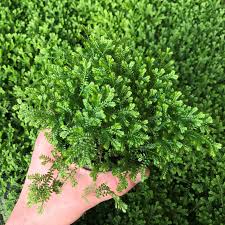 Selaginella Fern Moss