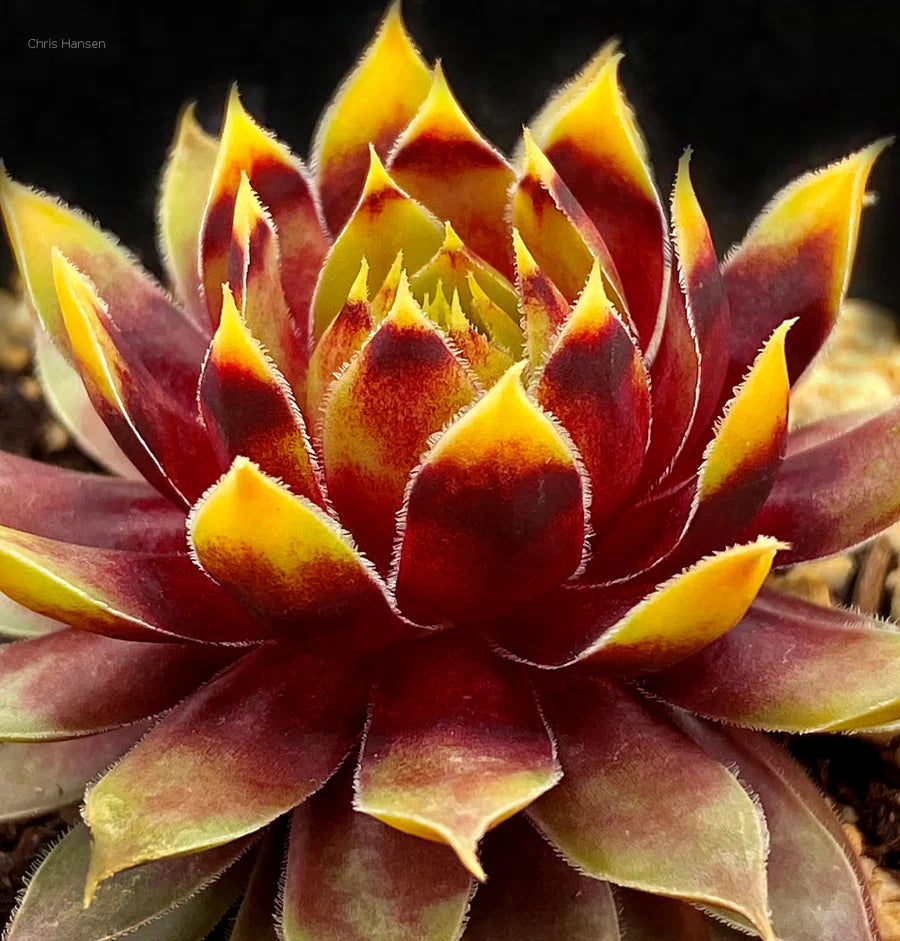 Chick Charms Gold Rush Sempervivum NEW 2025 Hens and Chicks