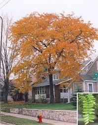 Gleditsia 'Shademaster' Tree NEW 2025