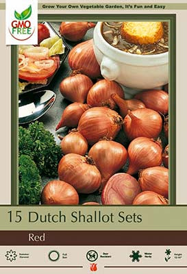 Dutch Onion Bulbs