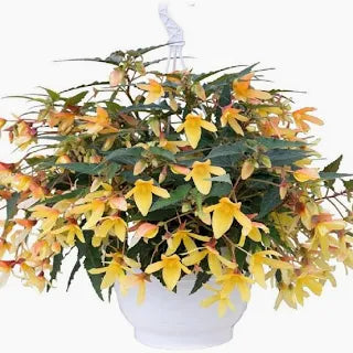 Begonia Boliviensis Groovy Mellow Yellow NEW 2025