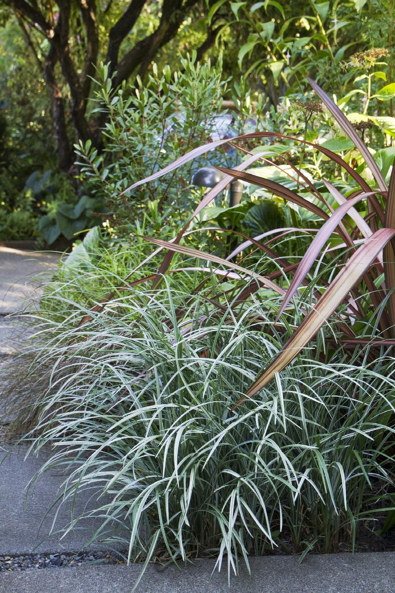 SILVER DRAGON LILYTURF/LIRIOPE