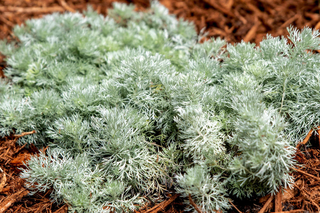 Artemisia Silver Mound