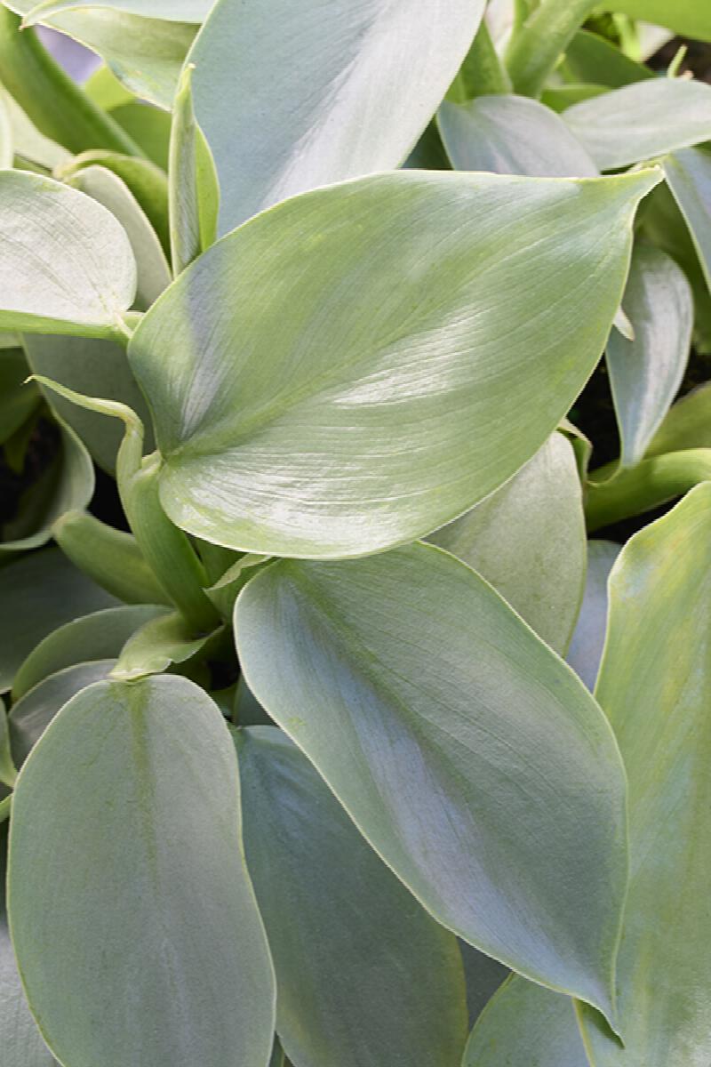 Silver Sword Philodendron