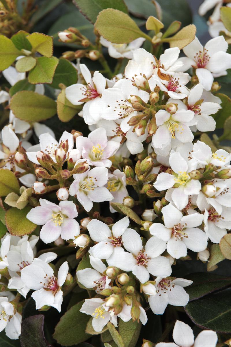 Snowcap® Indian Hawthorn