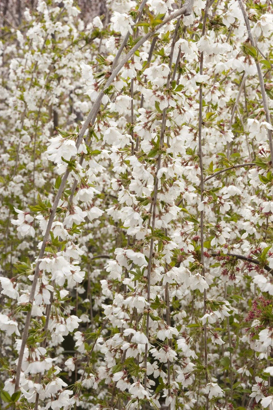 Snow Fountains® Weeping Cherry