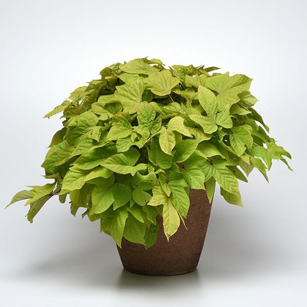 Sweet Potato Vine Solar Power Lime Heart