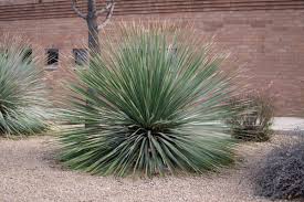 Dasylirion Wheeleri Sotol
