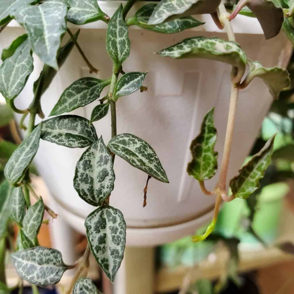 String of Spades, rosary vine