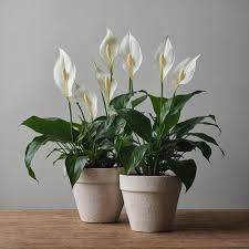 Spath Peace Lily