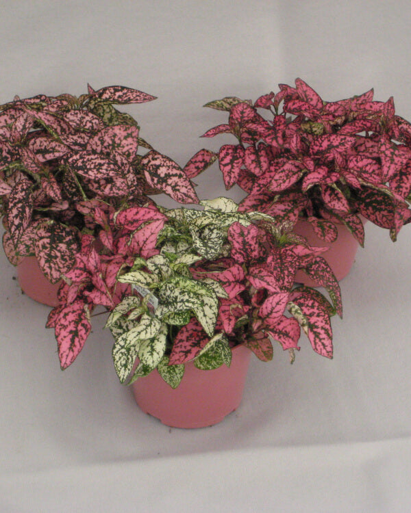 Splash Plant