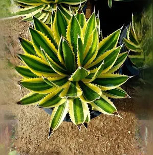 Agave Splendida