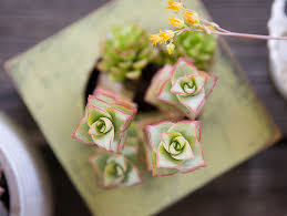 Crassula STACKING Asstortment