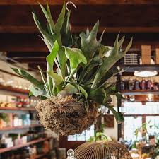 planting staghorn fern in hanging basket FERN STAGHORN MOSS BASKET