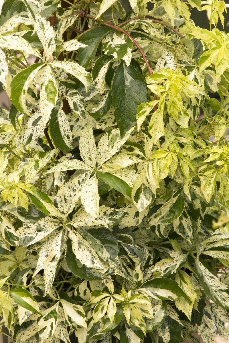 Star Showers® Virginia Creeper