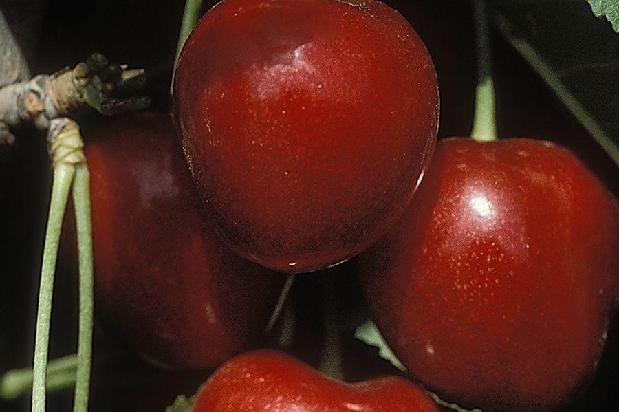 Cherry 'Stella' Tree