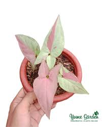 Syngonium Strawberry