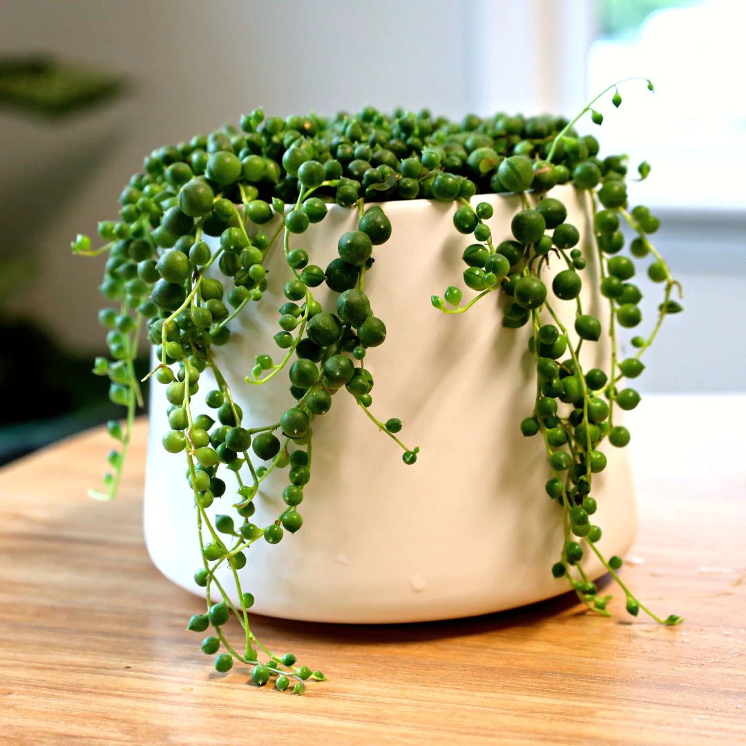 STRING OF PEARLS / BEANS *
