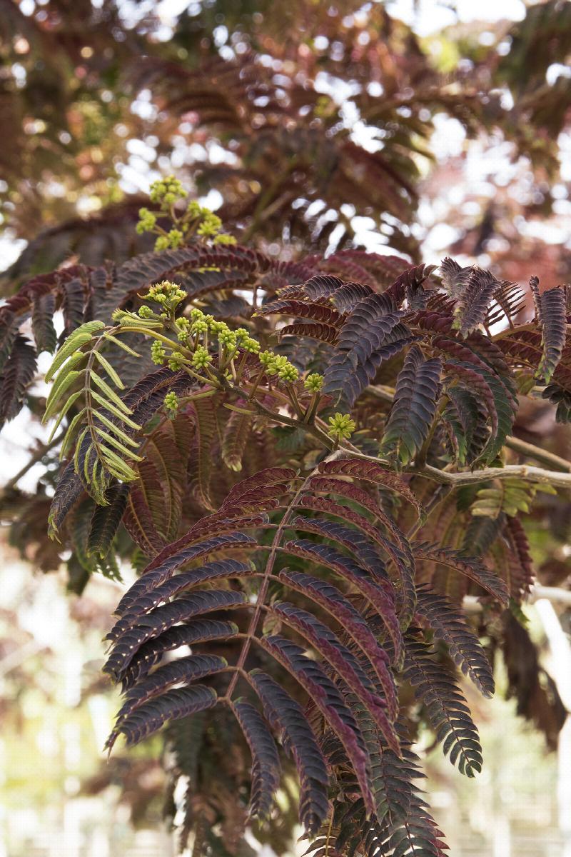 Summer Chocolate Mimosa Tree