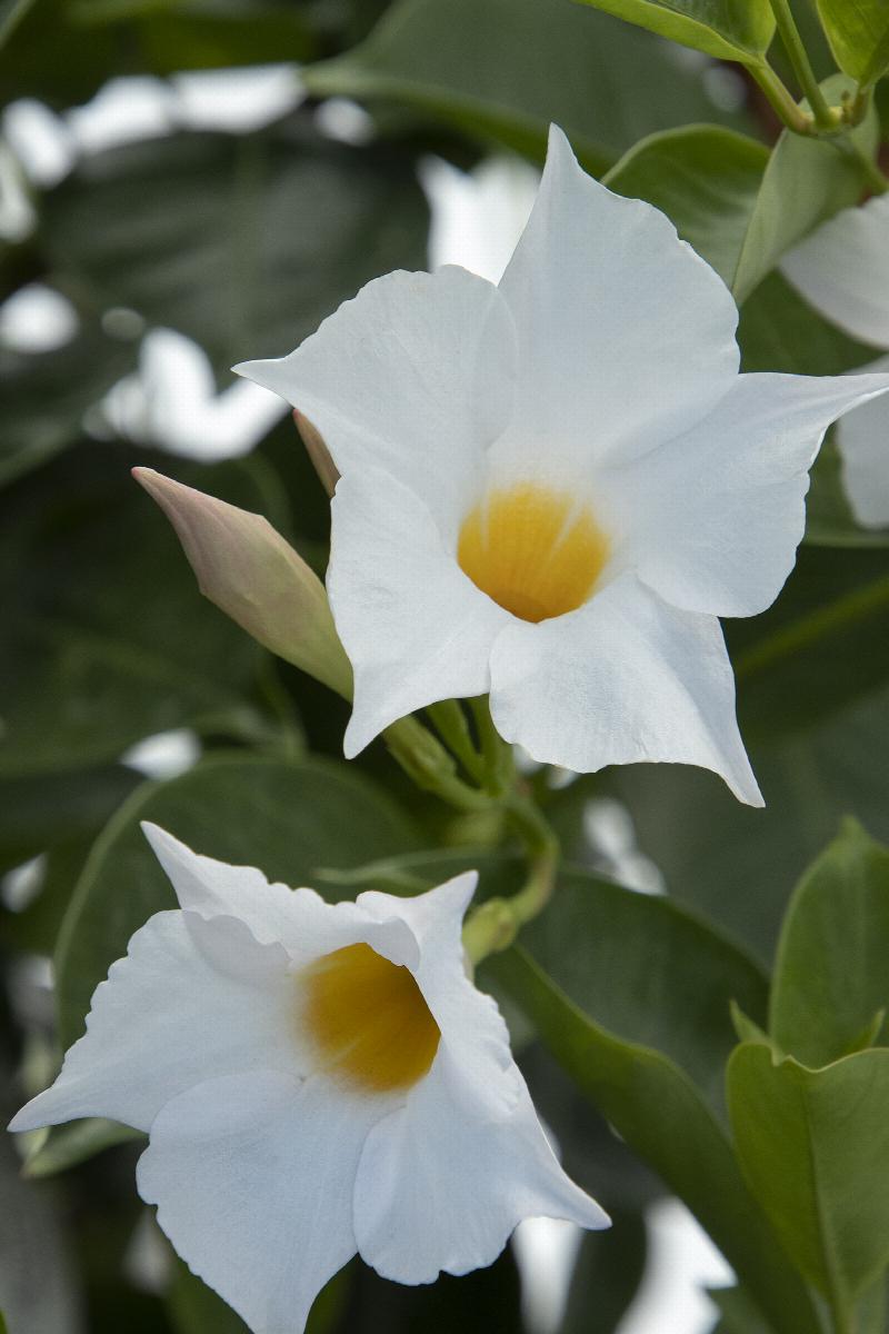 Sunvilla™ White Mandevilla