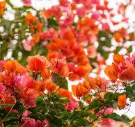 Sundown Bouganvilla