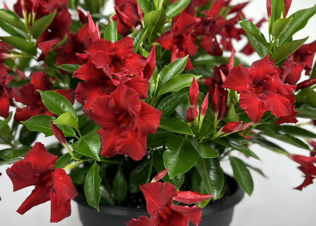 Sundenia® Red Improved Mandevilla Mandevilla 'Red Improved'