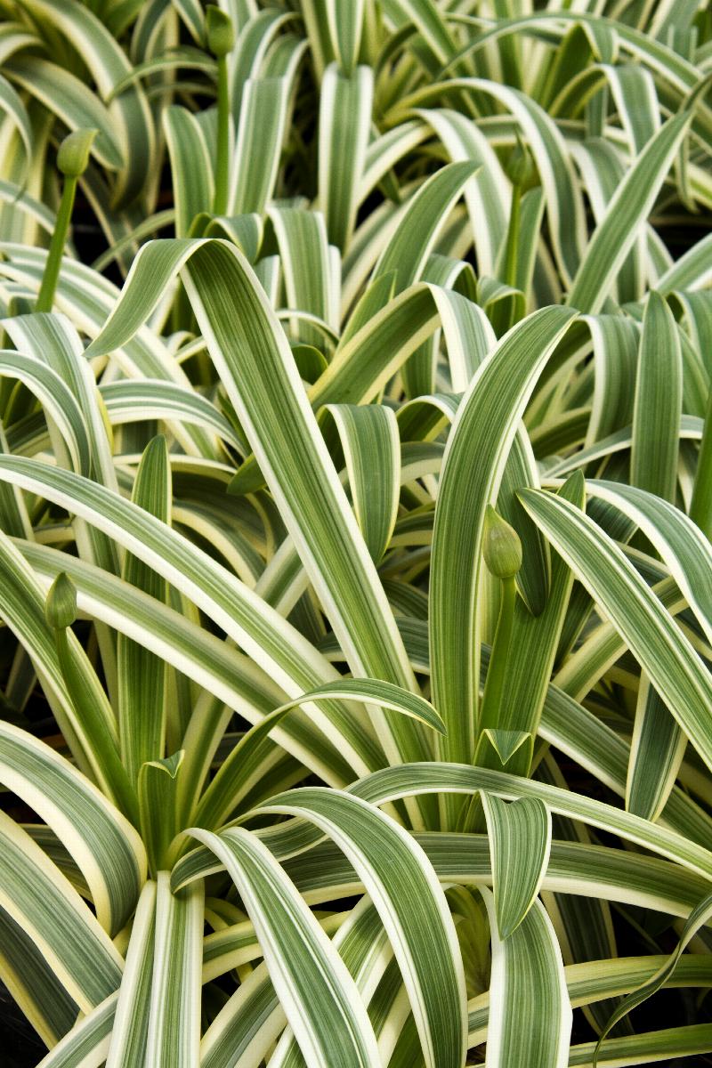 Sun Stripe® Agapanthus