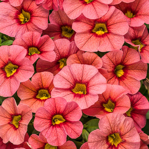 Superbells® Coralina Calibrachoa hybrid PW